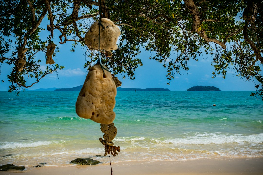Koh Chang: a rock hanging from a tree on a beach**